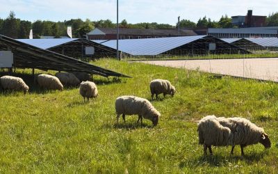 Schafe im Solarpark: SEGLER bekommt wollige Kollegen